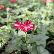 Muškát, pelargonie převislá jednoduchá 'Atlantic Red Star' - Pelargonium peltatum 'Atlantic Red Star'