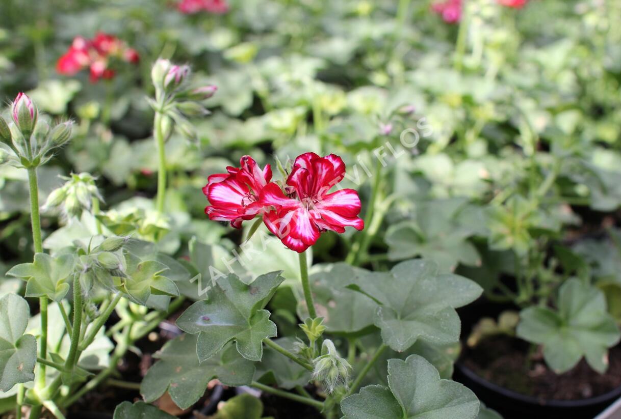 Muškát, pelargonie převislá plnokvětá 'Atlantic Red Star' - Pelargonium peltatum 'Atlantic Red Star'