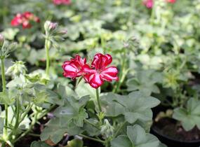 Muškát, pelargonie převislá plnokvětá 'Atlantic Red Star' - Pelargonium peltatum 'Atlantic Red Star'
