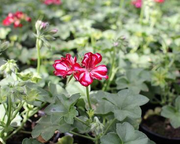 Muškát, pelargonie převislá plnokvětá 'Atlantic Red Star'