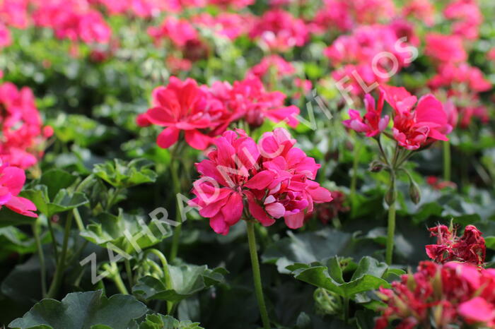 Muškát, pelargonie převislá jednoduchá 'Atlantic Candy' - Pelargonium peltatum 'Atlantic Candy'