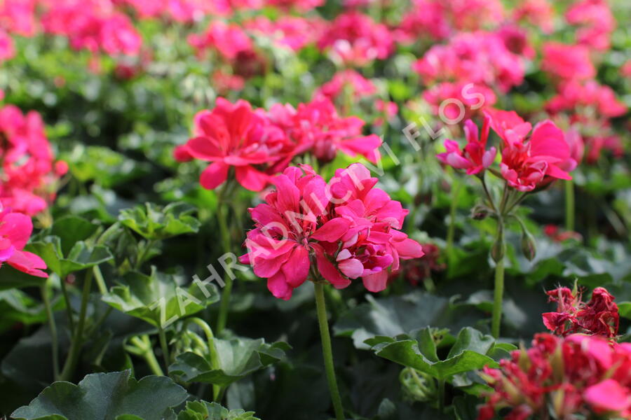 Muškát, pelargonie převislá jednoduchá 'Atlantic Candy' - Pelargonium peltatum 'Atlantic Candy'