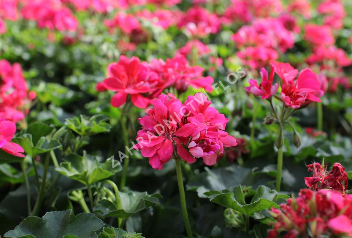 Muškát, pelargonie převislá plnokvětá 'Atlantic Candy' - Pelargonium peltatum 'Atlantic Candy'