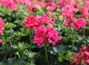 Muškát, pelargonie převislá plnokvětá 'Atlantic Candy' - Pelargonium peltatum 'Atlantic Candy'
