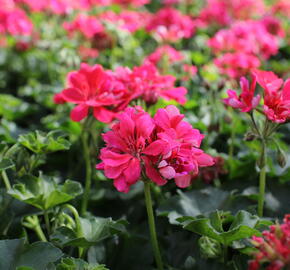 Muškát, pelargonie převislá jednoduchá 'Atlantic Candy' - Pelargonium peltatum 'Atlantic Candy'