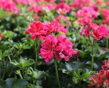 Muškát, pelargonie převislá plnokvětá 'Atlantic Candy'