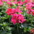 muskat-pelargonie-previsla-jednoducha-atlantic-candy.jpg