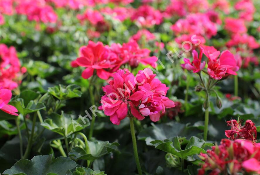 Muškát, pelargonie převislá plnokvětá 'Atlantic Candy' - Pelargonium peltatum 'Atlantic Candy'