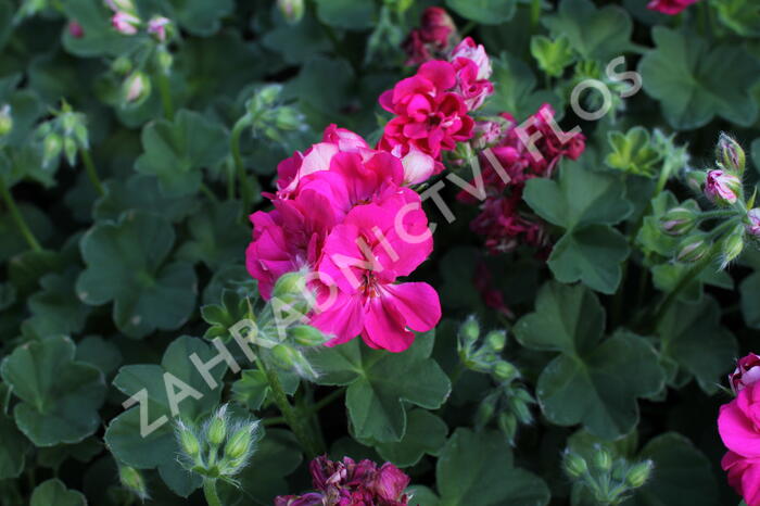 Muškát, pelargonie převislá jednoduchá 'Atlantic Fuchsia' - Pelargonium peltatum 'Atlantic Fuchsia'