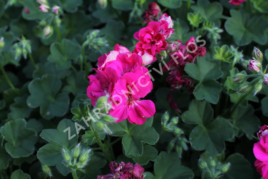 Muškát, pelargonie převislá jednoduchá 'Atlantic Fuchsia' - Pelargonium peltatum 'Atlantic Fuchsia'