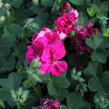 Muškát, pelargonie převislá jednoduchá 'Atlantic Fuchsia' - Pelargonium peltatum 'Atlantic Fuchsia'