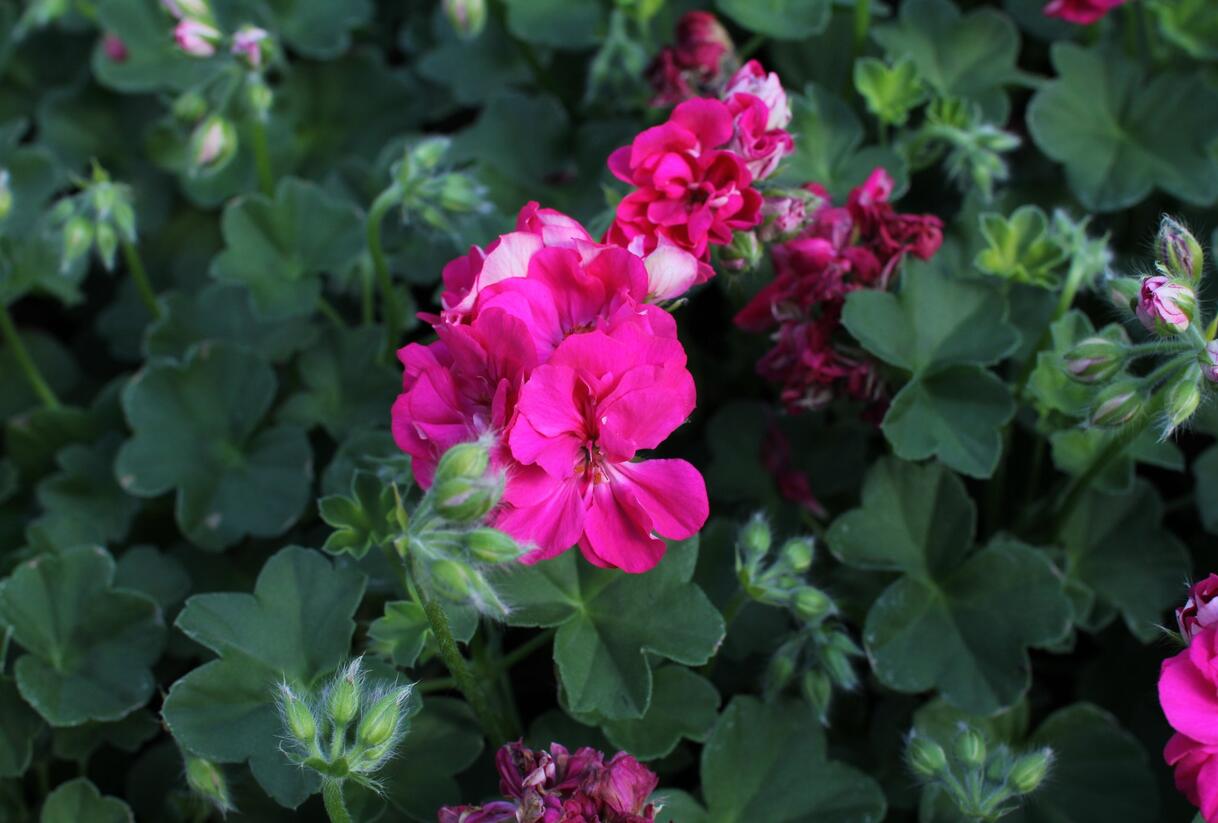 Muškát, pelargonie převislá plnokvětá 'Atlantic Fuchsia' - Pelargonium peltatum 'Atlantic Fuchsia'