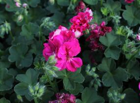 Muškát, pelargonie převislá plnokvětá 'Atlantic Fuchsia' - Pelargonium peltatum 'Atlantic Fuchsia'