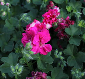 Muškát, pelargonie převislá jednoduchá 'Atlantic Fuchsia' - Pelargonium peltatum 'Atlantic Fuchsia'