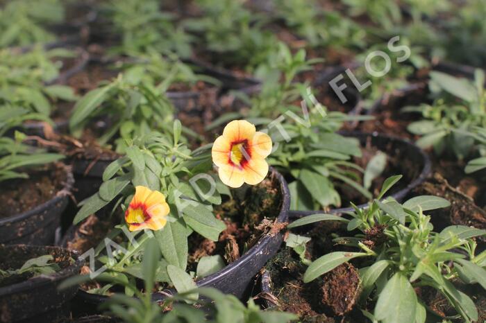 Minipetúnie, Million Bells 'Calita Compact Apricot Red Eye' - Calibrachoa hybrida 'Calita Compact Apricot Red Eye'