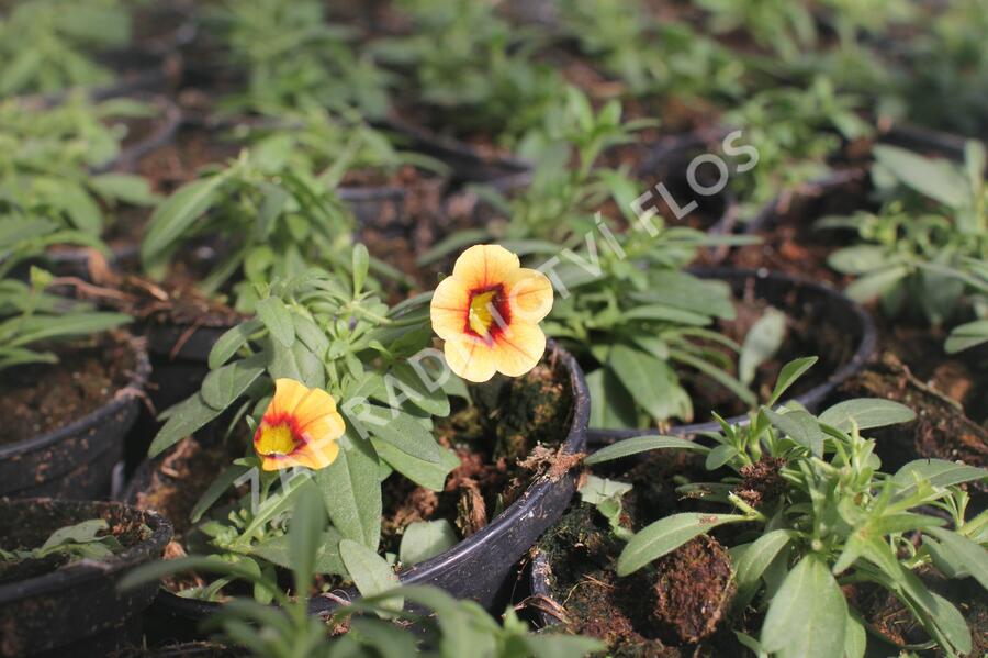Minipetúnie, Million Bells 'Calita Compact Apricot Red Eye' - Calibrachoa hybrida 'Calita Compact Apricot Red Eye'