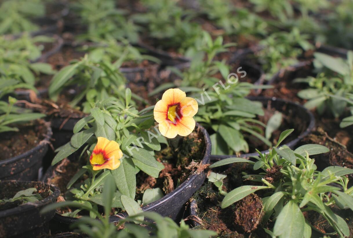Minipetúnie, Million Bells 'Calita Compact Apricot Red Eye' - Calibrachoa hybrida 'Calita Compact Apricot Red Eye'