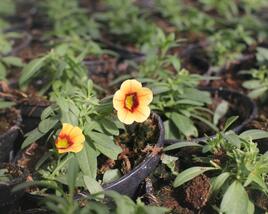 Minipetúnie, Million Bells 'Calita Compact Apricot Red Eye'