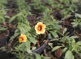 Minipetúnie, Million Bells 'Calita Compact Apricot Red Eye' - Calibrachoa hybrida 'Calita Compact Apricot Red Eye'