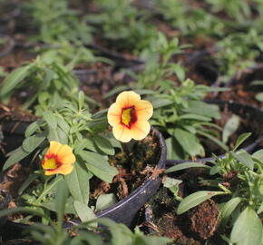 Minipetúnie, Million Bells 'Calita Compact Apricot Red Eye' - Calibrachoa hybrida 'Calita Compact Apricot Red Eye'