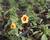 Minipetúnie, Million Bells 'Calita Compact Apricot Red Eye'