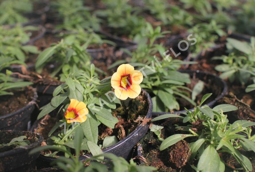 Minipetúnie, Million Bells 'Calita Compact Apricot Red Eye' - Calibrachoa hybrida 'Calita Compact Apricot Red Eye'