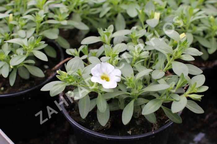 Minipetúnie, Million Bells 'Calita Compact White' - Calibrachoa hybrida 'Calita Compact White'