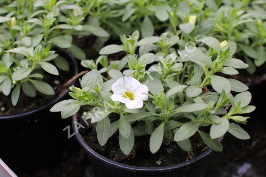 Minipetúnie, Million Bells 'Calita Compact White' - Calibrachoa hybrida 'Calita Compact White'