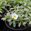 Minipetúnie, Million Bells 'Calita Compact White' - Calibrachoa hybrida 'Calita Compact White'