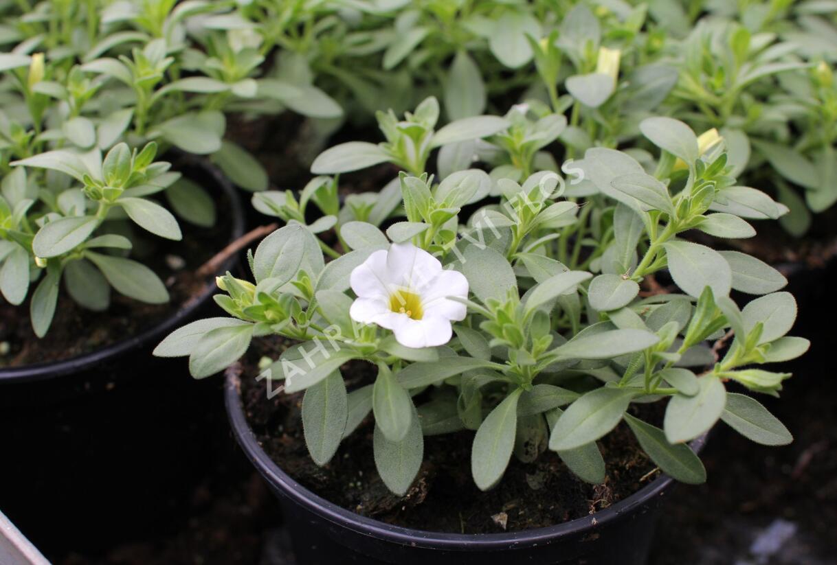 Minipetúnie, Million Bells 'Calita Compact White' - Calibrachoa hybrida 'Calita Compact White'
