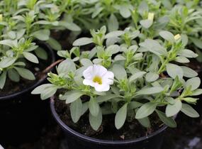 Minipetúnie, Million Bells 'Calita Compact White' - Calibrachoa hybrida 'Calita Compact White'