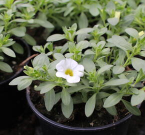 Minipetúnie, Million Bells 'Calita Compact White' - Calibrachoa hybrida 'Calita Compact White'