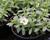 Minipetúnie, Million Bells 'Calita Compact White'