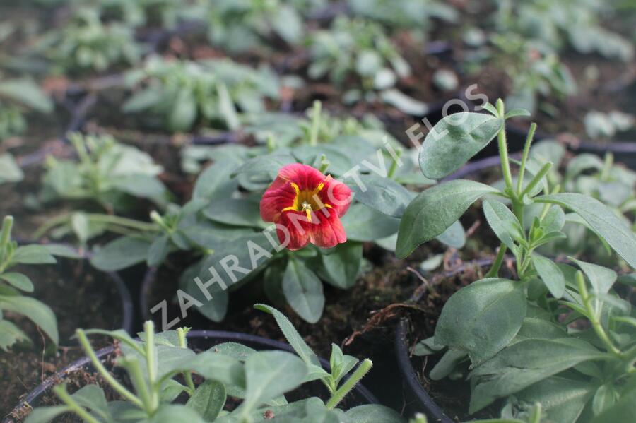 Minipetúnie, Million Bells 'Calita Peach Red Center' - Calibrachoa hybrida 'Calita Peach Red Center'