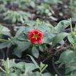 Minipetúnie, Million Bells 'Calita Peach Red Center' - Calibrachoa hybrida 'Calita Peach Red Center'