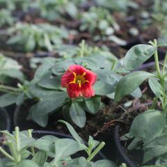 Minipetúnie, Million Bells 'Calita Peach Red Center' - Calibrachoa hybrida 'Calita Peach Red Center'