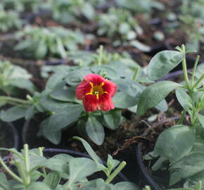 Minipetúnie, Million Bells 'Calita Peach Red Center' - Calibrachoa hybrida 'Calita Peach Red Center'