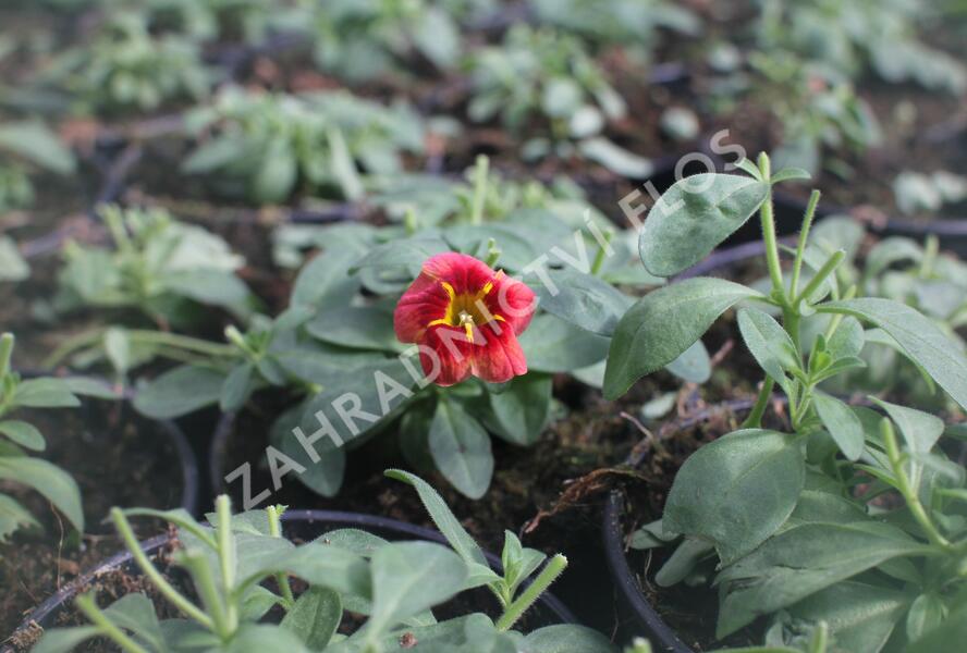 Minipetúnie, Million Bells 'Calita Peach Red Center' - Calibrachoa hybrida 'Calita Peach Red Center'