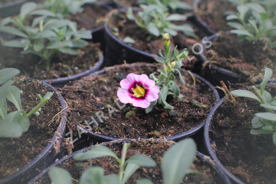 Minipetúnie, Million Bells 'Calita Pink Morn' - Calibrachoa hybrida 'Calita Pink Morn'