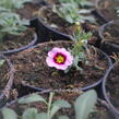 Minipetúnie, Million Bells 'Calita Pink Morn' - Calibrachoa hybrida 'Calita Pink Morn'