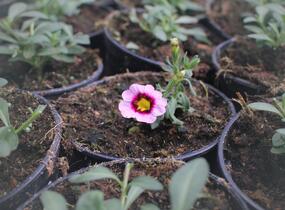 Minipetúnie, Million Bells 'Calita Pink Morn' - Calibrachoa hybrida 'Calita Pink Morn'