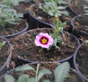 Minipetúnie, Million Bells 'Calita Pink Morn' - Calibrachoa hybrida 'Calita Pink Morn'