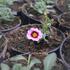 minipetunie-million-bells-calita-pink-morn.jpg