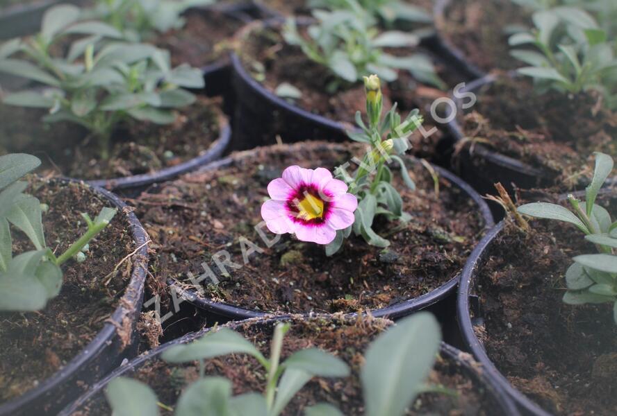 Minipetúnie, Million Bells 'Calita Pink Morn' - Calibrachoa hybrida 'Calita Pink Morn'