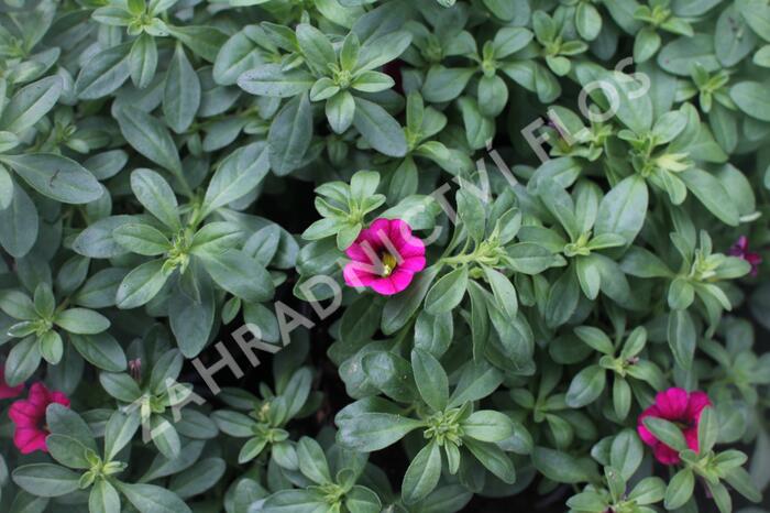 Minipetúnie, Million Bells 'Calita Velvet' - Calibrachoa hybrida 'Calita Velvet'