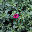 Minipetúnie, Million Bells 'Calita Velvet' - Calibrachoa hybrida 'Calita Velvet'