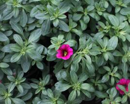 Minipetúnie, Million Bells 'Calita Velvet'