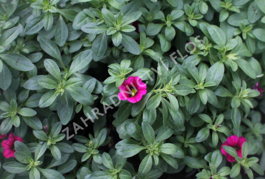 Minipetúnie, Million Bells 'Calita Velvet' - Calibrachoa hybrida 'Calita Velvet'