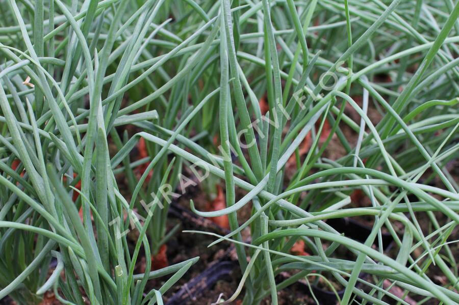 Cibule šalotka 'Longor' - Allium cepa v.ascalonicum 'Longor'