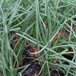 Cibule šalotka 'Longor' - Allium cepa v.ascalonicum 'Longor'